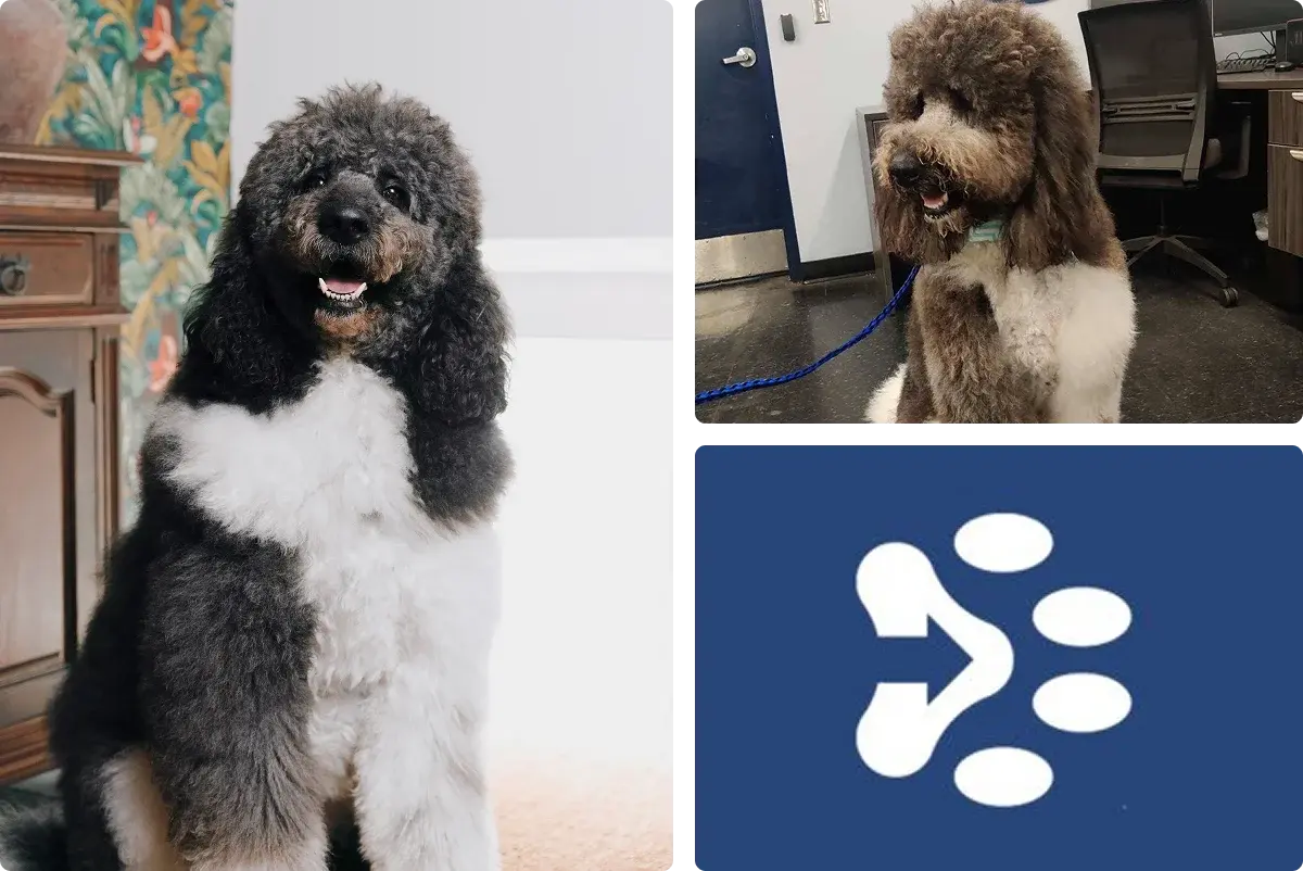 Resources page images pet